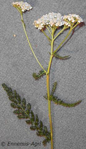 De si bonnes mauvaises herbes (1/5): L'achillée millefeuille, des pieds  d'Achille à nos assiettes